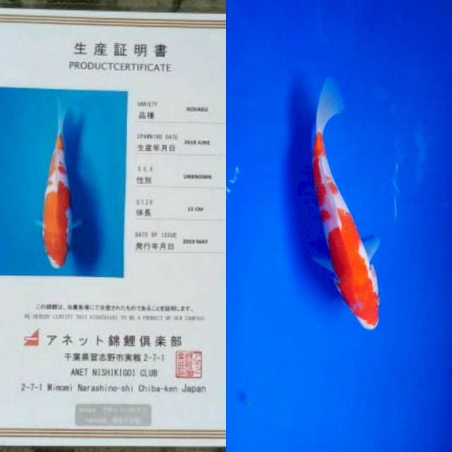 Kohaku import anetto