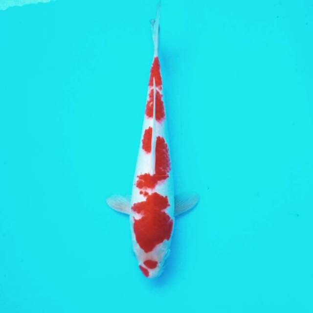 ii. Kucibeni Kohaku || 27 cm