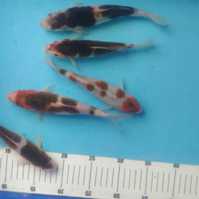Goromo Xiomi
