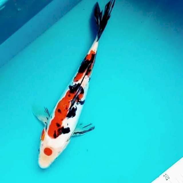 ix. Doitsu Maruten Sanke || 28 cm