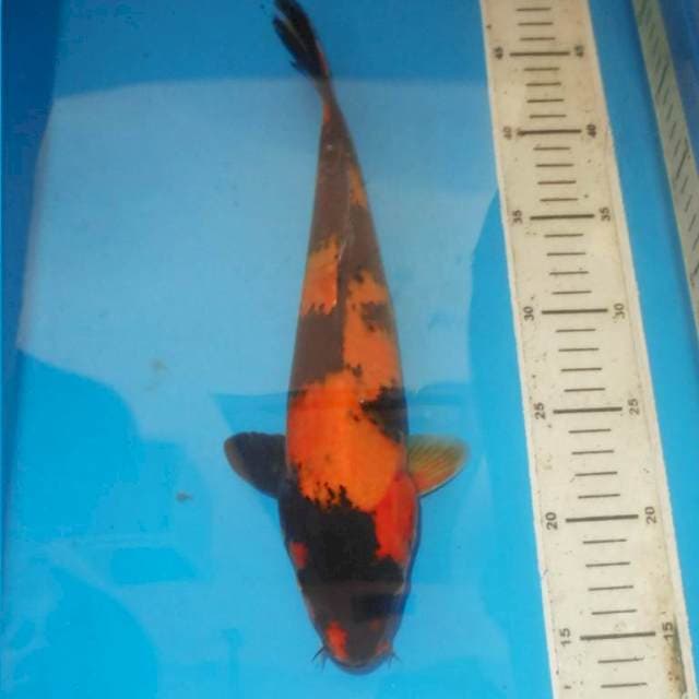 33cm HI UTSURI