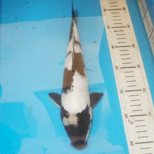 32cm SHIRO