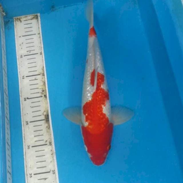 Kohaku ginrin