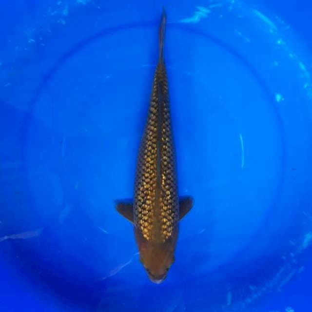 Penjinak Kolam