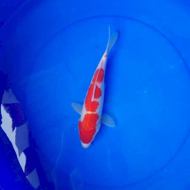 Kohaku F1