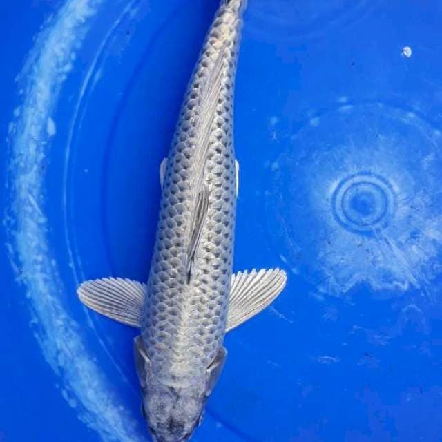 Mukasi 42cm jantan
