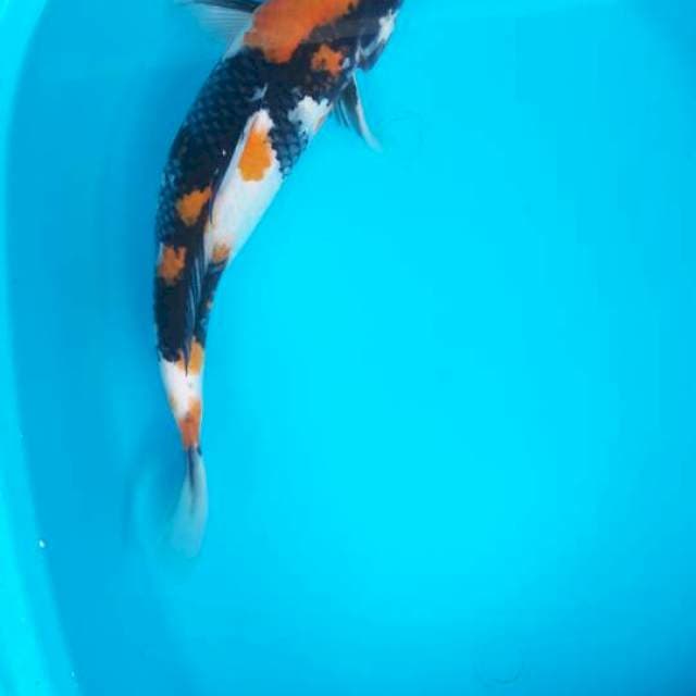 Showa