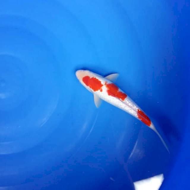 Kohaku full ginrin
