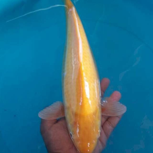 karasi mata merah 42 cm