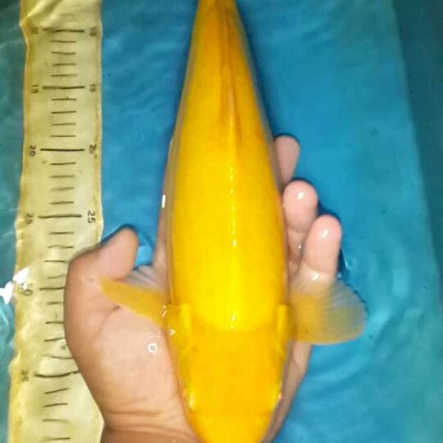 karasi mata merah 38 cm jantan