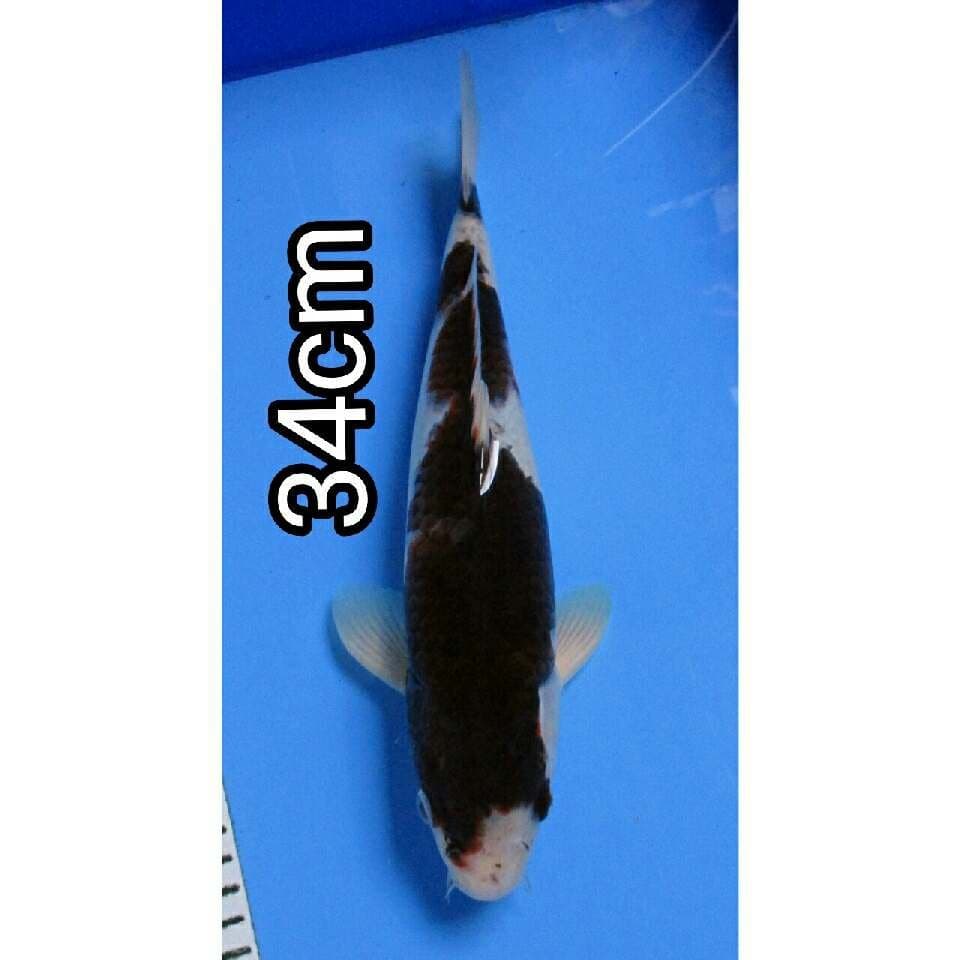GOROMO