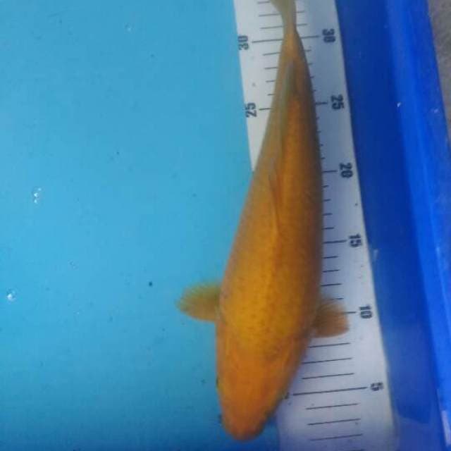 Anakan impor munok