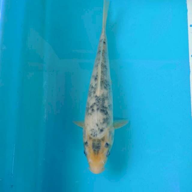 Matsukawabake 260cm 