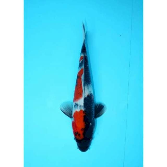 SANDAN SHOWA 24 CM FEMALE