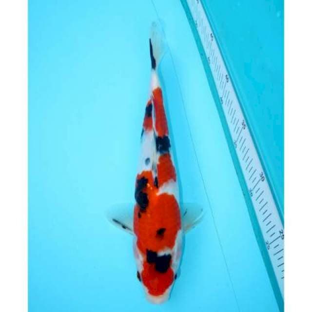 SANKE SANDAN 29 CM