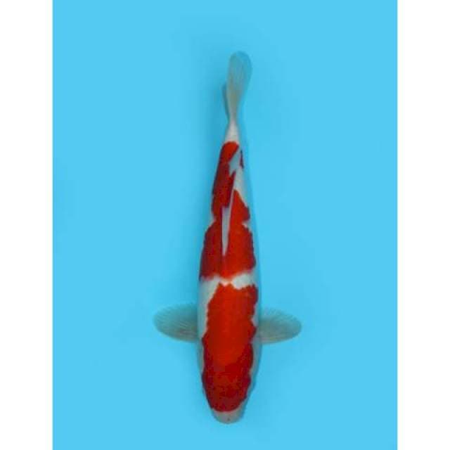 NIDAN KOHAKU 31 CM
