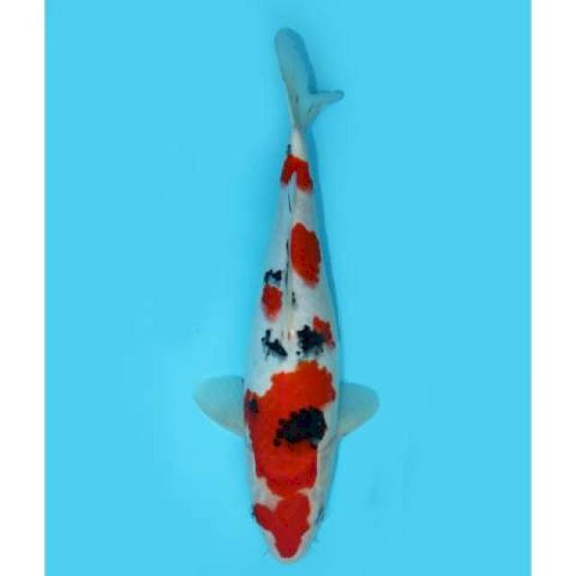SANKE SAKURA 32 CM