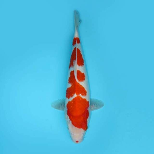 YONDAN KOHAKU 35 CM
