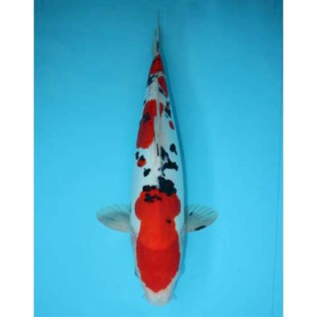 SANKE DOITSU 39 CM