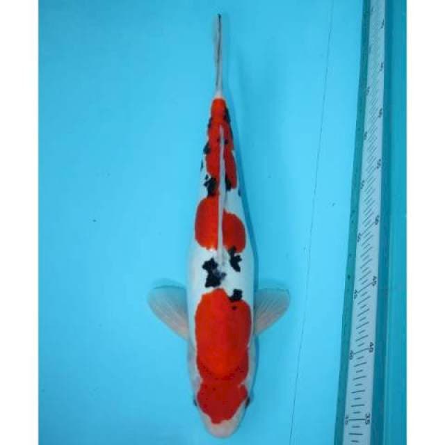 NIDAN SANKE DOITSU 35 CM