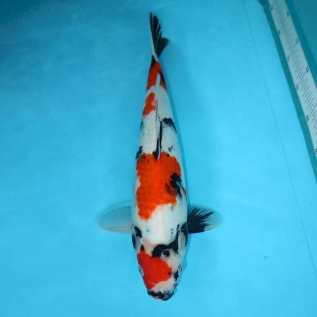 YONDAN KINDAI SHOWA 39 CM