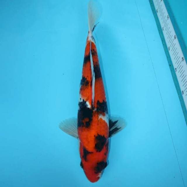 SHOWA SANSHOKU 35 CM