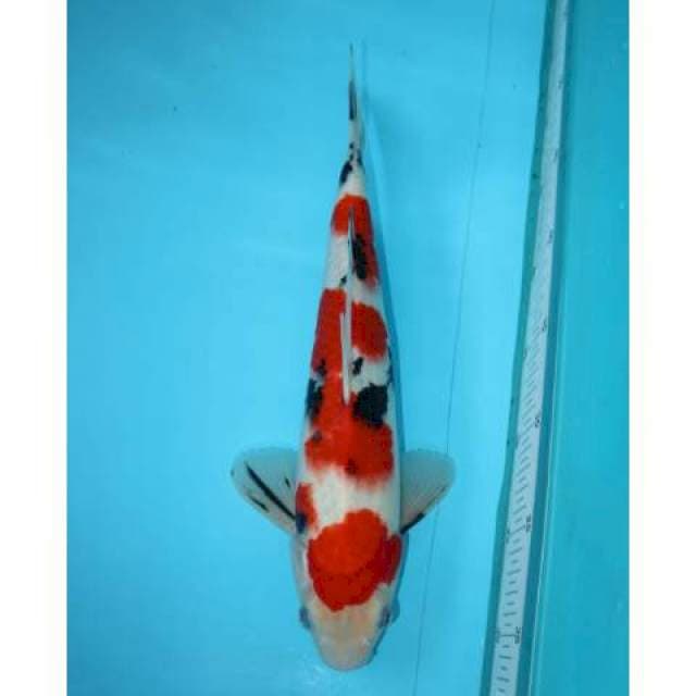 SANKE TSUBOSUMI 34 CM