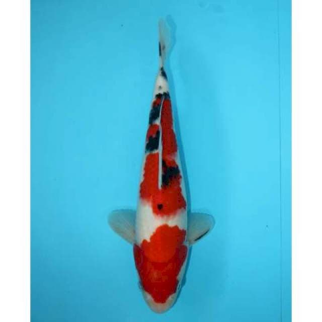 SANKE STRONG 29 CM