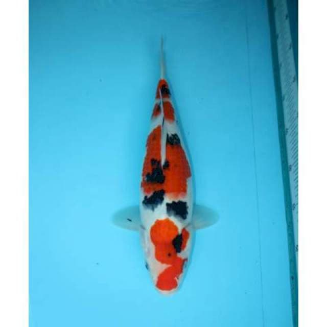 YONDAN SANKE 33 CM
