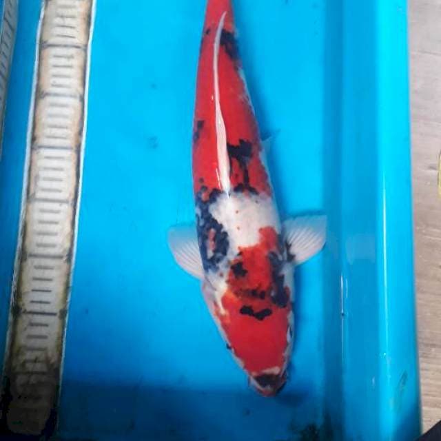 Showa 45 cm