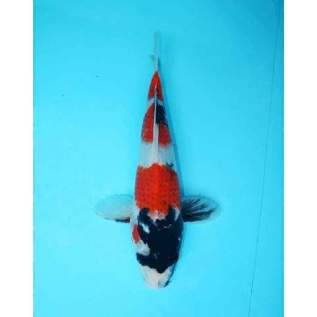 SANDAN SHOWA TATEGOI 27 CM FEMALE