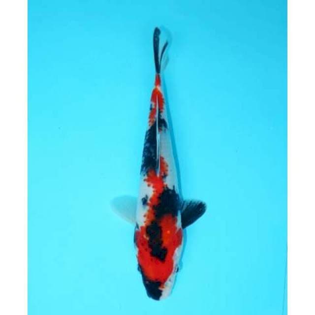 SHOWA 22 CM MALE