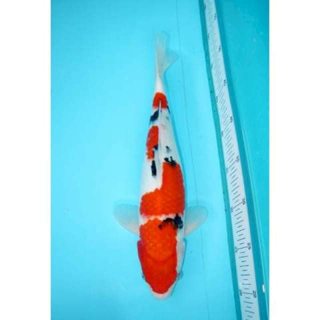 SANKE TATEGOI 34 CM