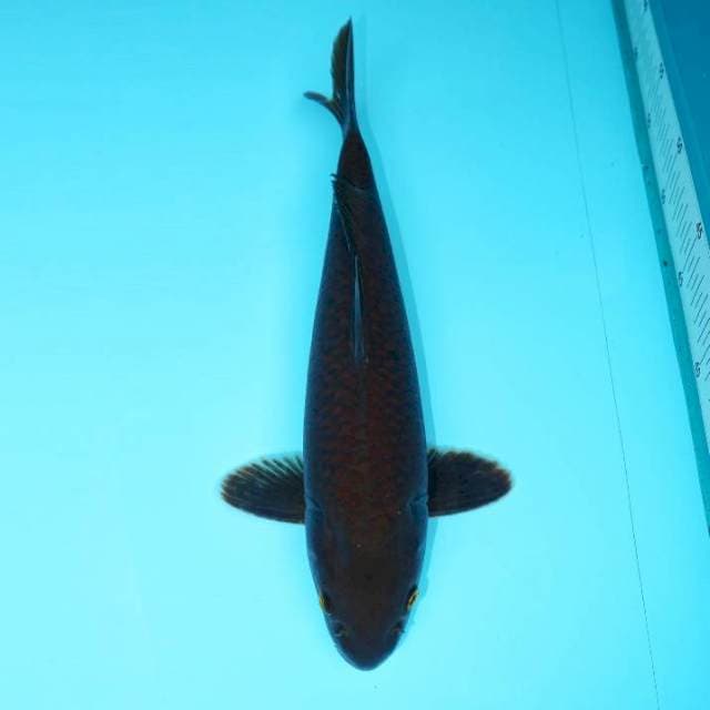 CHAGOI 33 CM