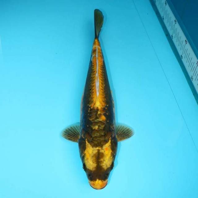 DOMAS 33 CM