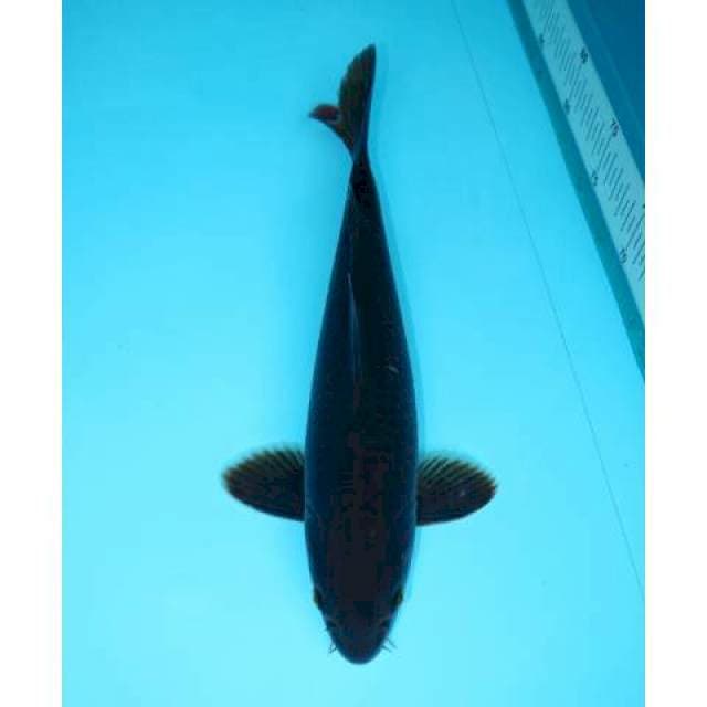 HAJIRO 31 CM