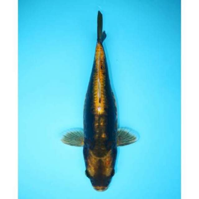 KABUTO 36 CM