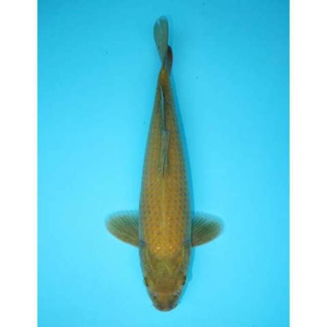 MODORIGOI 35 CM
