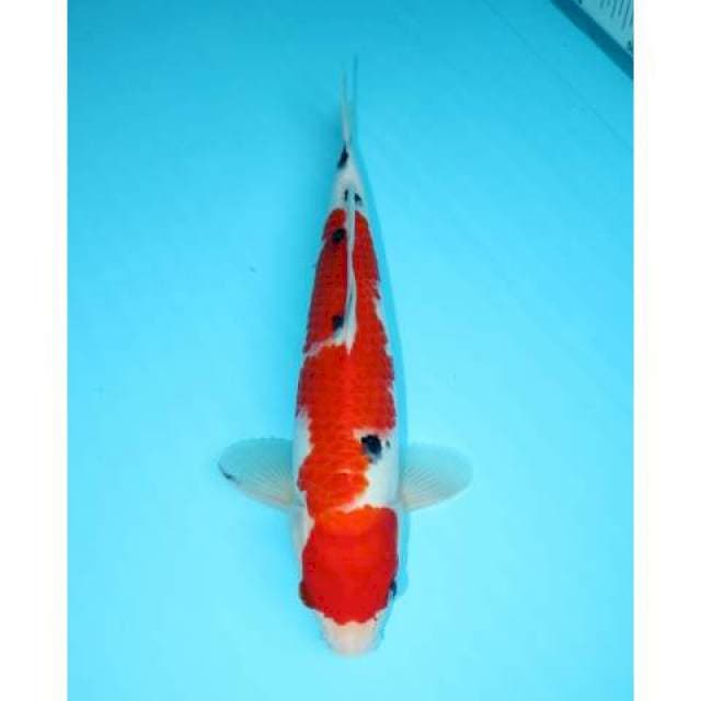 SANKE OMOYO 31 CM