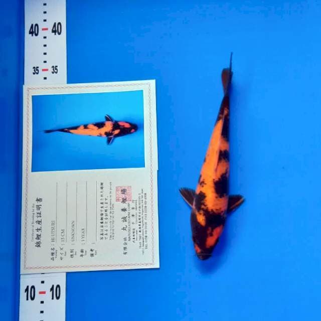 Hi utsuri import serty lengkap