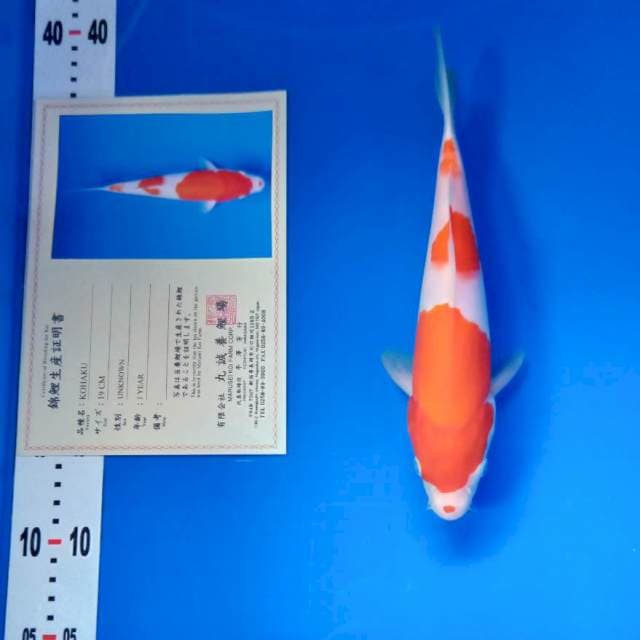 Kohaku import serty marusei