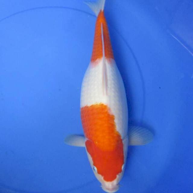 Sakura41cm