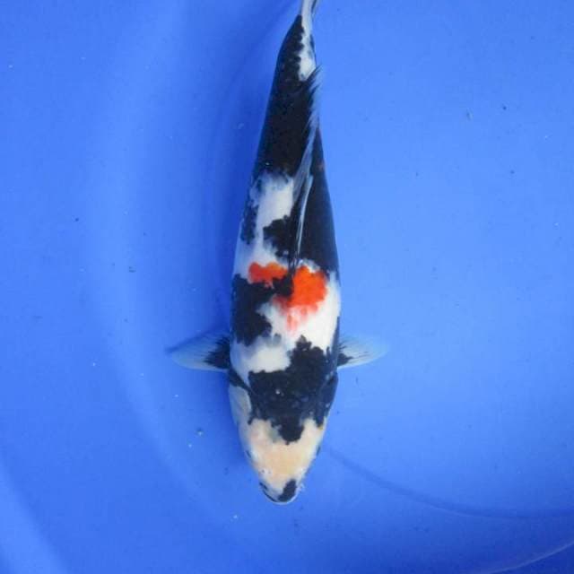 Shiro35bu