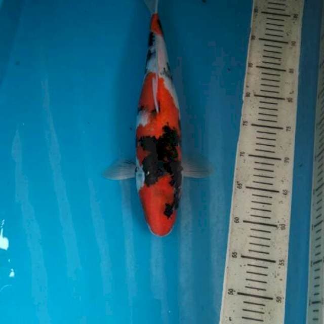 Showa Female, 42cm