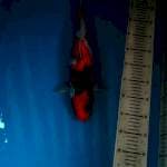 Showa Female, 42cm