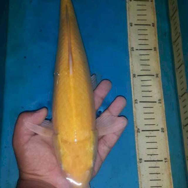 karasi mata merah 40 cm jantan