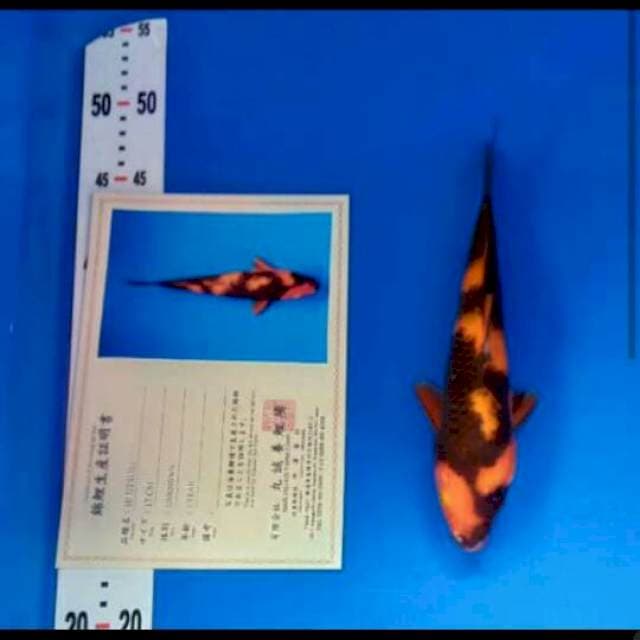 hi utsuri import marusei