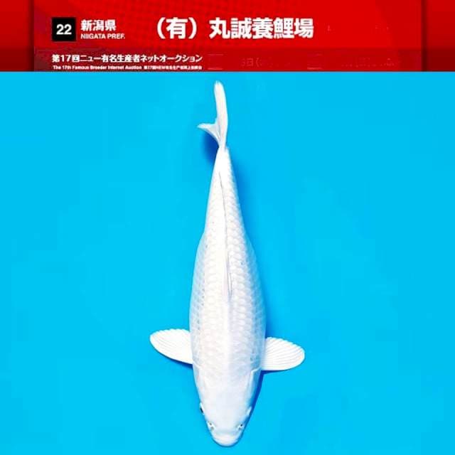 F1~ SUPER White platinum