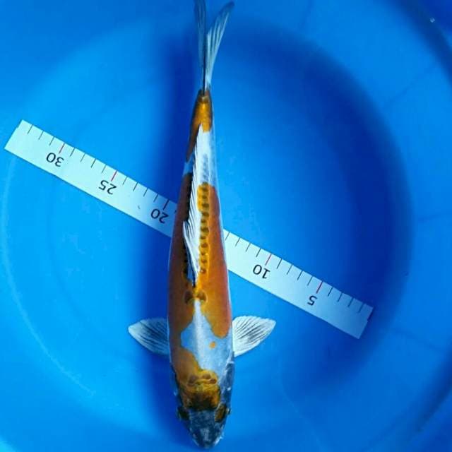 Kin kiko 35cm male