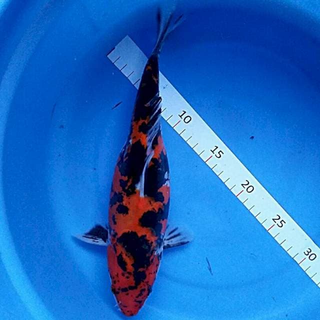 Doitsu 29cm